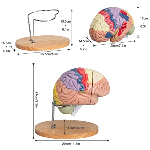 faruijie ljudski mozak anatomski Model, kodiran bojama 2 puta životni model mozga sa bazom za prikaz, anatomski Model mozga za nastavu