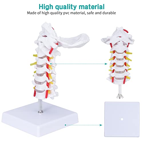 LVCHEN model vratnog pršljena - Model vratne kičme sa posteriornim okcipitalnim kostima cervikalni pršljen Arteria nervi za učenje