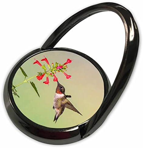 3drose rubin grmljajući hummingbird hranjenje od cvijeta. - Prstenje telefona