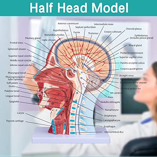 LVCHEN model mišića glave lica - ljudska Poluglava & model anatomije vrata Površinski Neuraskularni Model sa muskulaturom 1:1 životna