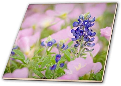 3drose Texas Bluebonnet and Showy Primrose, Austin, Texas-keramička pločica, 4-inč